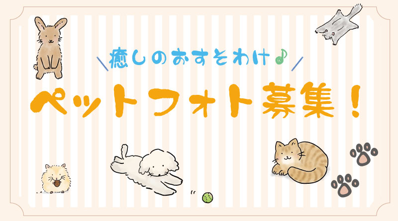 ≪募集開始≫ ペット写真大募集！癒しのフォトをぜひ投稿してください