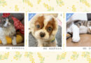 ≪NEW★癒しのペット≫マネキちゃん、おはぎちゃん、ひかるくん