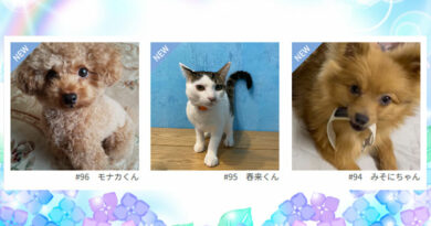 ≪NEW★癒しのペット≫モナカくん、春来くん、みそにちゃん