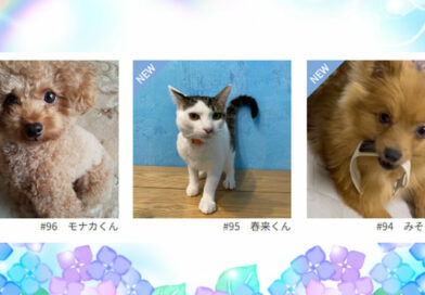≪NEW★癒しのペット≫モナカくん、春来くん、みそにちゃん