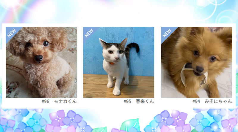 ≪NEW★癒しのペット≫モナカくん、春来くん、みそにちゃん