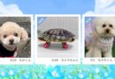 ≪NEW★癒しのペット≫もかくん、ガメラちゃん、もきちくん