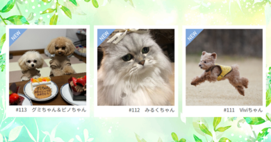 ≪NEW★癒しのペット≫グミちゃん＆ピノちゃん、みるくちゃん、Viviちゃん