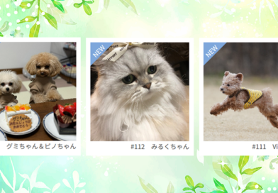 ≪NEW★癒しのペット≫グミちゃん＆ピノちゃん、みるくちゃん、Viviちゃん