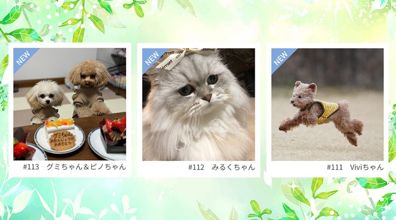 ≪NEW★癒しのペット≫グミちゃん＆ピノちゃん、みるくちゃん、Viviちゃん
