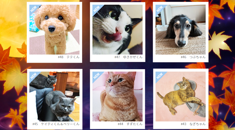≪NEW★癒しのペット≫テテくん、ゆきかぜくん、つぶちゃん、ケイティくん＆ペリーくん、すずたくん、なぎちゃん