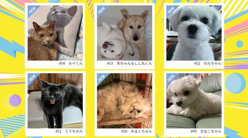 ≪NEW★癒しのペット≫ルイくん、天ちゃん＆しし丸くん、のんちゃん、ミミちゃん、みるくちゃん、きなこちゃん