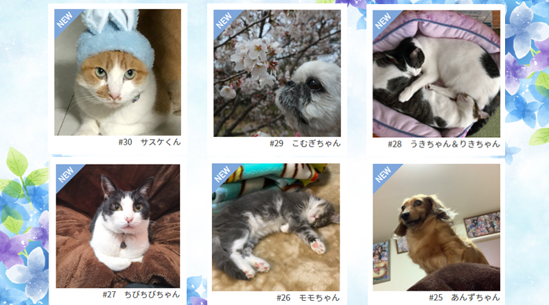 ≪NEW★癒しのペット≫サスケくん、こむぎちゃん、うきちゃん＆りきちゃん、ちびちびちゃん、モモちゃん、あんずちゃん