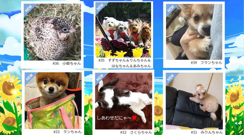 ≪NEW★癒しのペット≫小姫ちゃん、すずちゃん＆りんちゃん＆はなちゃん＆あみちゃん、フランちゃん、ランちゃん、さくらちゃん、みりんちゃん