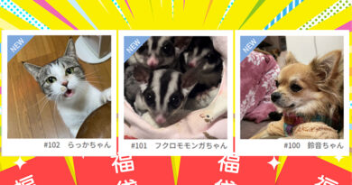 ≪NEW★癒しのペット≫らっかちゃん、ぐみちゃん、あられちゃん、みぞれちゃん、ごまちゃん、くりちゃん、鈴音ちゃん ≪NEW★癒しのペット≫らっかちゃん、ぐみちゃん、あられちゃん、みぞれちゃん、ごまちゃん、くりちゃん、鈴音ちゃん