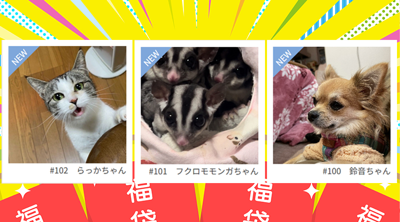≪NEW★癒しのペット≫らっかちゃん、ぐみちゃん、あられちゃん、みぞれちゃん、ごまちゃん、くりちゃん、鈴音ちゃん ≪NEW★癒しのペット≫らっかちゃん、ぐみちゃん、あられちゃん、みぞれちゃん、ごまちゃん、くりちゃん、鈴音ちゃん
