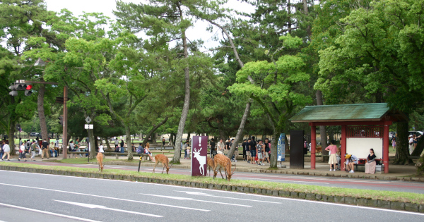 奈良公園バスターミナルに続く道で草を食む鹿たち