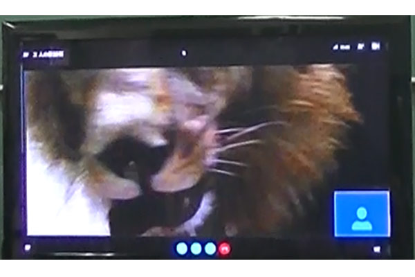 教室では目前に迫るライオンの映像に歓声が上がりました