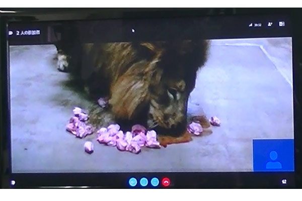 ライオンがエサ（馬肉・鶏頭）を食べる様子