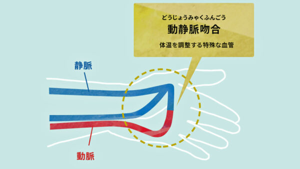 ※2　動静脈吻合（どうじょうみゃくふんごう：Arteriovenous Anastomoses（AVA）体温を調整する特殊な血管）